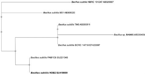 Phylogenetic Tree Of The Bacillus Subtilis Hob S Rrna Gene