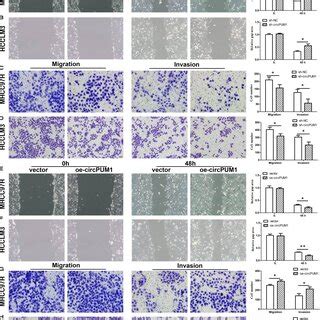 Circpum Promotes Hcc Cells Migration And Invasion A And C The