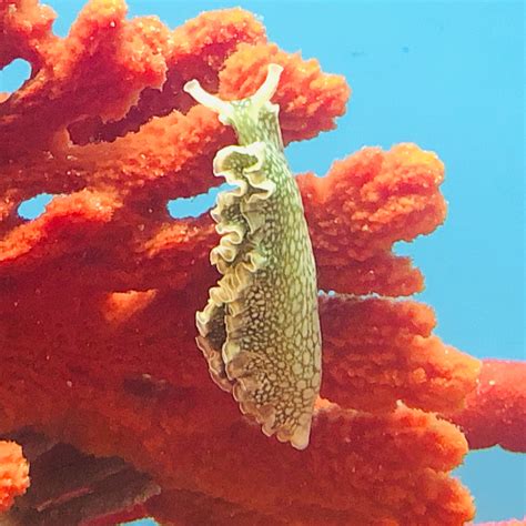 Lettuce Nudibranch Popular Alyssas Seahorse Savvy