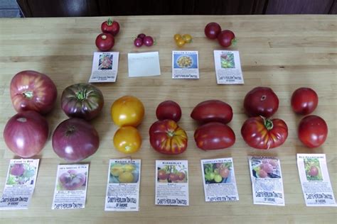 Heirloom Tomato Varieties We Grow In a Northern Garden - Northern Homestead