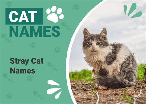 200 Popular Stray Cat Names: Unique Ideas for Your Wild Feline | PangoVet