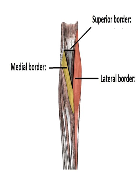 Diagram Of Cubital Fossa Elbow Quizlet