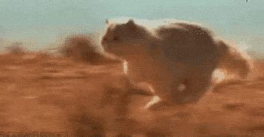 Cat Herders GIFs - Find & Share on GIPHY