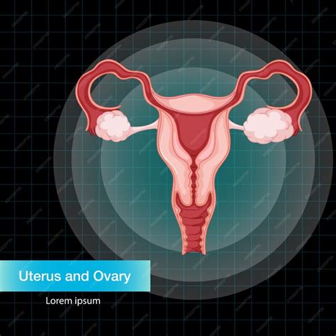 Utero No Corpo Humano - Órgão interno humano com útero | Vetor Grátis