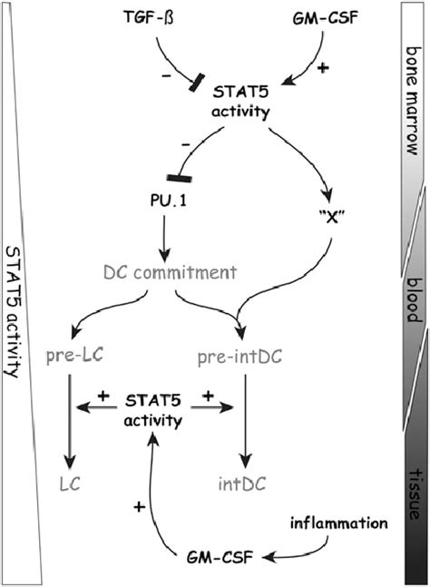 Stat Regulates Human Intdc And Lc Development Stat Activation Is