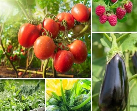 Notre actualité Jardinerie à Pamiers en Ariège Clarac