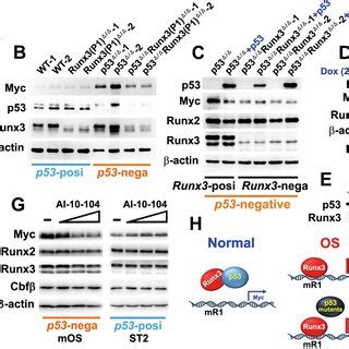 Myc Induction By Runx3 Is Dependent On P53 Deficiency A Levels Of The