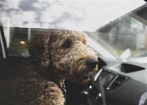 How to Stop Your Dog from Barking in the Car - Neater Pets