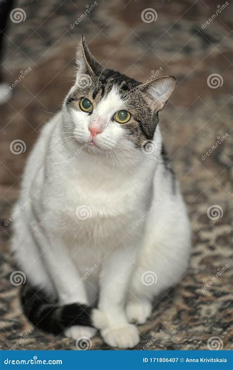 Gato Do Mato Branco E Castanho Imagem De Stock Imagem De Cara Idioma