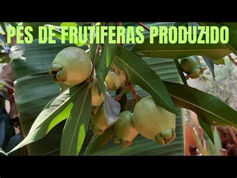 FRUTÍFERAS MOSTRANDO UM POUCO DOS PÉ DE FRUTAS DO MEU QUINTAL YouTube