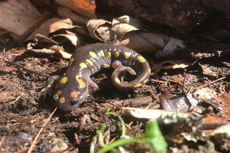 Amphibians Frogs Toads And Salamanders