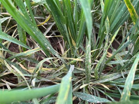 Wheat Disease Update April Oklahoma State University