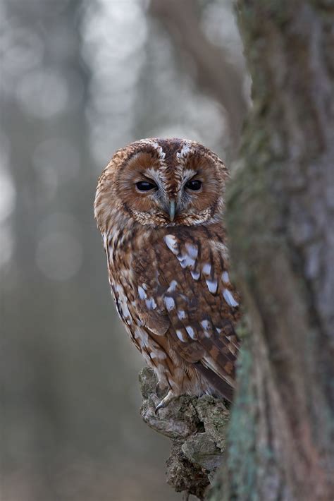 Tawny Owl Strix Aluco Captive Bird Taken At The British Flickr