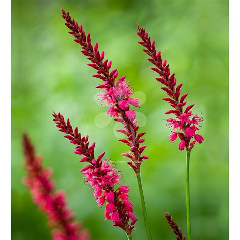 Persicaria Amplexicaulis Firetail Backyard Flowers Beds Plants