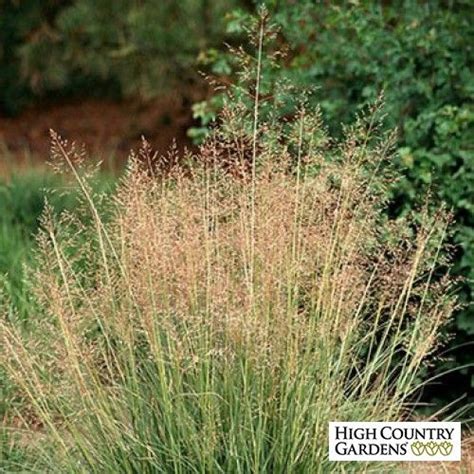 Alkali Sacaton Grass High Country Gardens Ornamental Grasses Habitat Garden