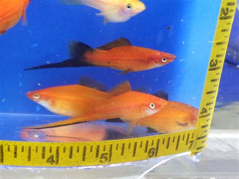 Assorted Swordtail Xl Real Pets Corp