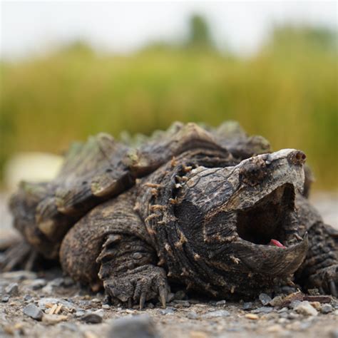 Alligator Snapping Turtle Critter Republic Dive Center