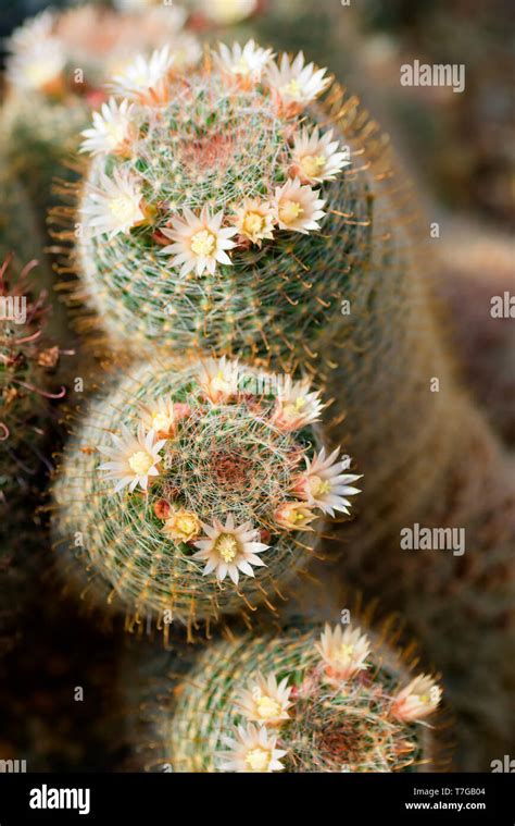 Mammillaria Species Hi Res Stock Photography And Images Alamy