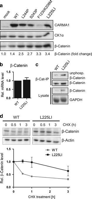 Oncogenic Carma1 Couples Nf κb And β Catenin Signaling In Diffuse Large B Cell Lymphomas Oncogene