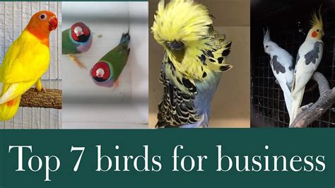 TOP 7 Birds For Business July 4 2024 AHSAN PETs Lovebirds