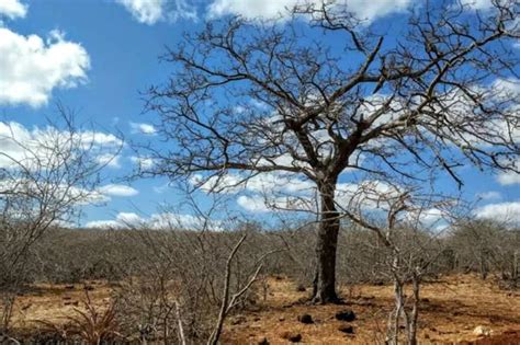 Paraíba Tem Quase 100 Municípios Em Situação De Emergência Por Causa Da