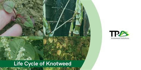 Understanding The Life Cycle Of Japanese Knotweed Tp Knotweed Solutions