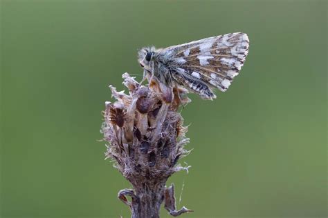 Grizzled Skipper — Northants Butterflies