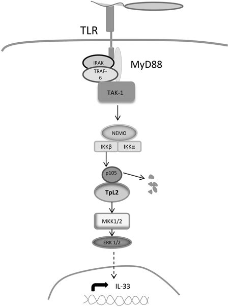 Frontiers The Tak1→ikkβ→tpl2→mkk1mkk2 Signaling Cascade Regulates Il