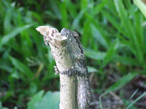 Lizard On A Stick Flickr Photo Sharing