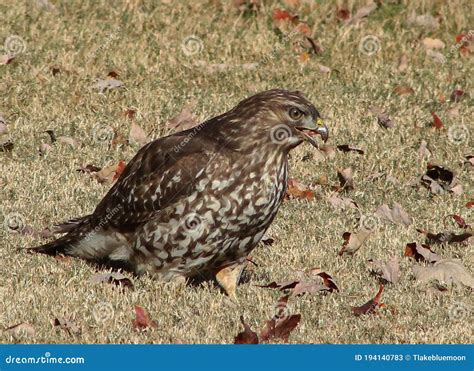 Hawk with Beak Open -searching for Food Stock Image - Image of ...