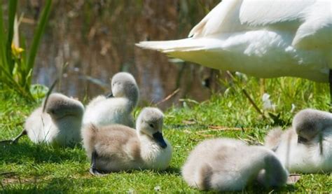 Baby Swans: Description, Pictures, Fun Facts I TheBirdPedia