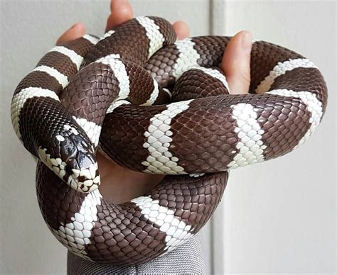 California King Snake California King Snake Beautiful Snakes