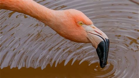 How Flamingos Eat Algae 4K YouTube