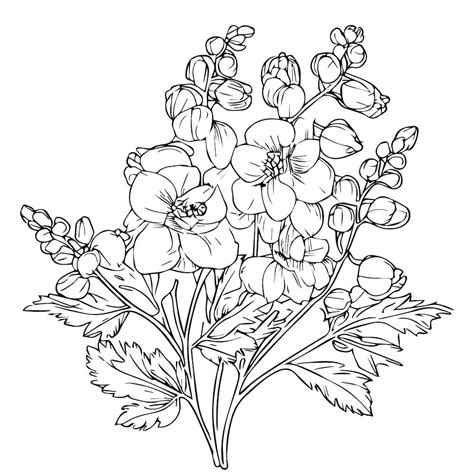 Premium Vector Illustration Botanical Delphinium Drawing Isolated