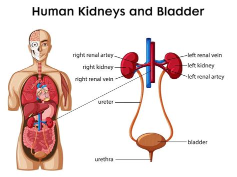 Excretion in Humans | Teaching Resources