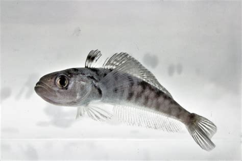 Antarctic Fish Species