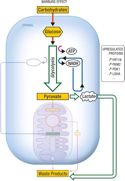 Cytoarchitectural Relationships Of Astrocytes Astrocytes In Green