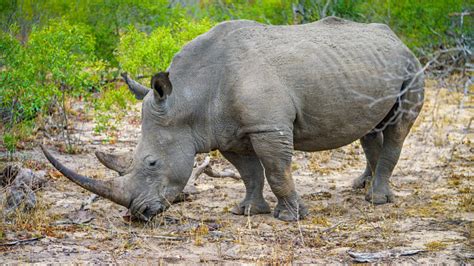 badak putih  taman nasional kruger mpumalanga afrika selatan  foto