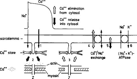 Table 1 from Inotropic drugs and their mechanisms of action. | Semantic ...