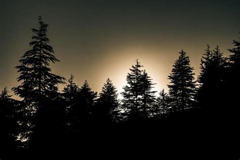 Pine Forest Silhouette Stock Photos, Images and Backgrounds for Free ...