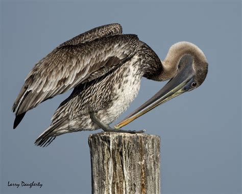 Pelican At Shell Beach Louisiana One Of The Pelicans That Flickr