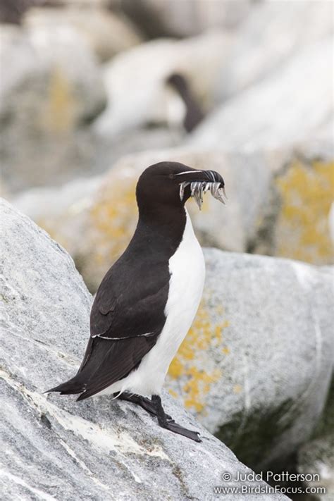 Birds in Focus - Razorbill