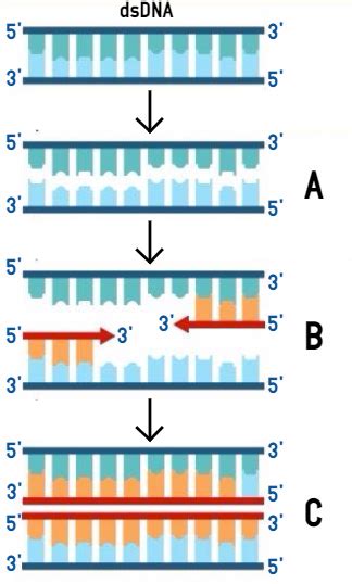 The Correct Sequence Of Different Steps Of Polymerase Chain Reaction Is