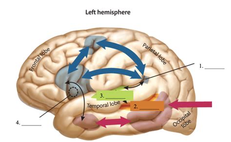 figure  human left hemisphere diagram quizlet