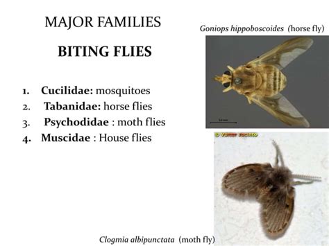 Classification of insects | PPT