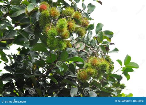 Rambutan Nephelium Lappaceum Stock Photo Cartoondealer