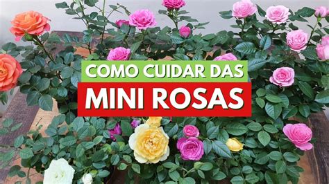 Como Cuidar De Mini Rosas Dicas De Plantio Cultivo E Curiosidades