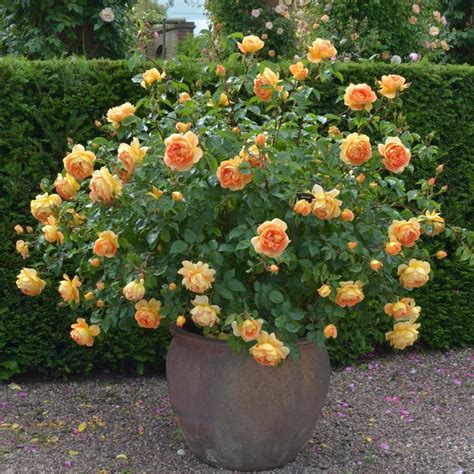 Pat Austin Rose Repeat Flower 5 Tall Strong Fragrance Shrub