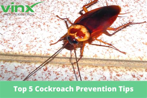 Top 5 Cockroach Prevention Tips - Vinx Pest Control