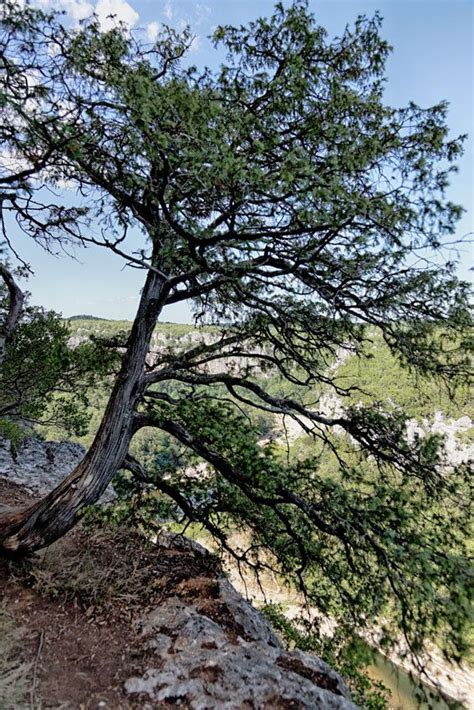 L Ardèche Le Bois de Païolive et les Gorges du Chassezac Regards